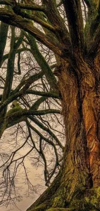 This phone live wallpaper features two majestic oak trees standing next to each other, captured in stunning hyperrealism