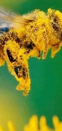 Water Grass Underwater Live Wallpaper
