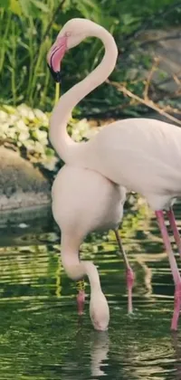 Water Greater Flamingo Bird Live Wallpaper
