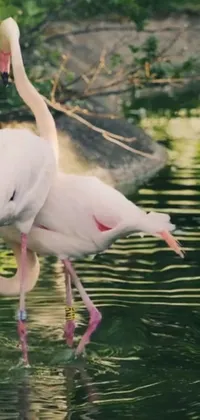Water Greater Flamingo Bird Live Wallpaper