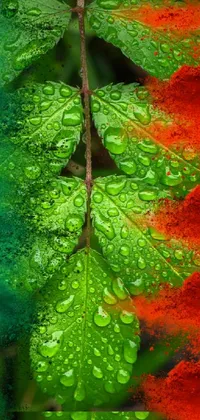 Water Green Leaf Live Wallpaper