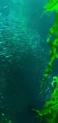 This phone live wallpaper showcases a stunning video art of a school of fish swimming in an aquarium, accompanied by a tall kelp and underwater plants