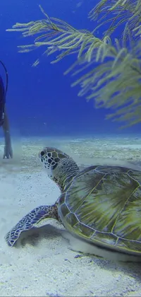 Water Hawksbill Sea Turtle Natural Environment Live Wallpaper