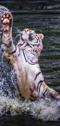 Water Head Bengal Tiger Live Wallpaper