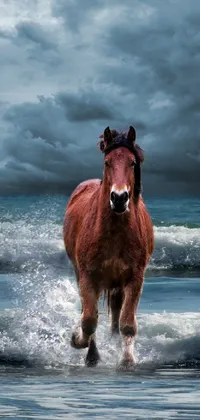 Water Horse Sky Live Wallpaper