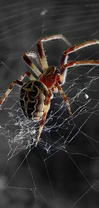 This phone live wallpaper features an awe-inspiring design of a captivating spider and its web