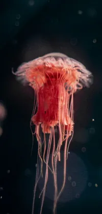 Water Invertebrate Underwater Live Wallpaper