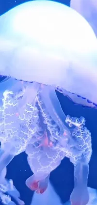 This phone live wallpaper features a stunning holographic depiction of jellyfish swimming gracefully in an aquarium