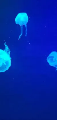 Water Jellyfish Bioluminescence Live Wallpaper