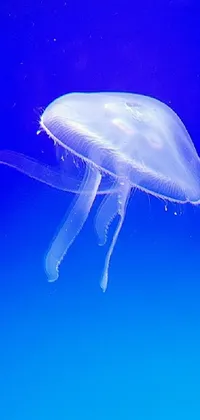 Water Jellyfish Bioluminescence Live Wallpaper