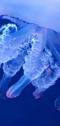 Water Jellyfish Blue Live Wallpaper