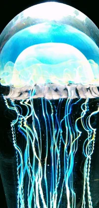 Water Jellyfish Light Live Wallpaper