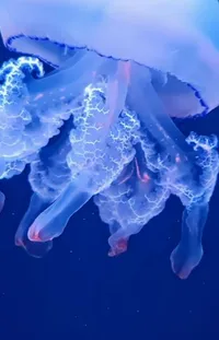 Water Jellyfish Liquid Live Wallpaper