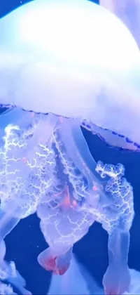 Get mesmerized by the stunning jellyfish aquarium live wallpaper with a futuristic touch