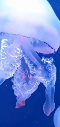 This live wallpaper features a group of jellyfish gracefully floating on a body of water in a holographic 3D effect