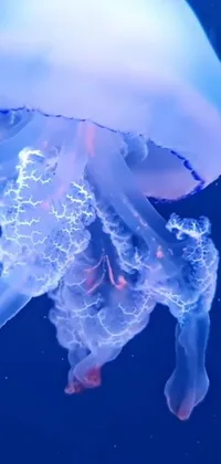 Water Jellyfish Vertebrate Live Wallpaper