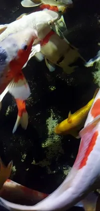 This live wallpaper showcases a group of koi fish swimming in a picturesque pond, featuring red, black, white and golden colors