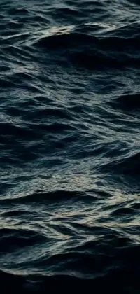 This stunning live wallpaper features a serene scene of a bird soaring gracefully over dark ocean waters, with waves rolling in towards the sands