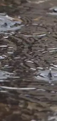 This photorealistic live wallpaper depicts a group of birds perched on top of a water puddle, with super slow motion, ultra-detailed rain drops