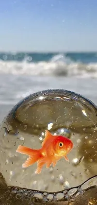 This exciting mobile background showcases a marvelous HD design of a goldfish swimming inside a glass sphere, placed on a sunny and serene beach in 2020
