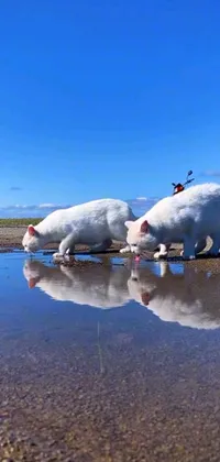 This live wallpaper for your phone showcases two white cats lapping up water from a puddle in a breathtakingly realistic image