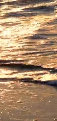 Bring the beach right to your phone with this dynamic live wallpaper! Watch as a surfer catches waves on top of a sandy shore, complete with crashing waves and the sounds of seagulls in the background
