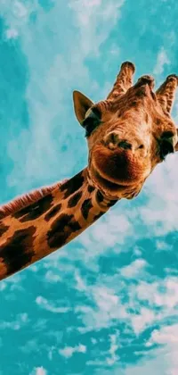 This stunning phone live wallpaper features an elegant giraffe gazing up at picturesque clouds in a sky of blue and white