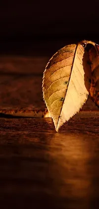 This stunning phone live wallpaper captures the essence of autumn with a close-up view of a leafplaced on a wooden surface