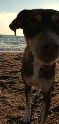 This live phone wallpaper features an adorable brown and white dog standing on a sandy beach