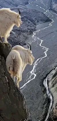 If you're a nature lover, you'll adore this phone live wallpaper featuring two goats standing on a mountain in Alaska