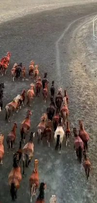This live phone wallpaper showcases a striking view of a herd of horses positioned on a dirt field, filmed from a distance of 50 feet, in an exquisite video format