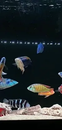 This live wallpaper features a breathtaking group of multicolored fish swimming in an aquarium against a holographic background