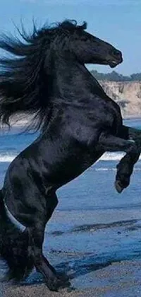 This live wallpaper features a striking black horse standing on its hind legs on a beach
