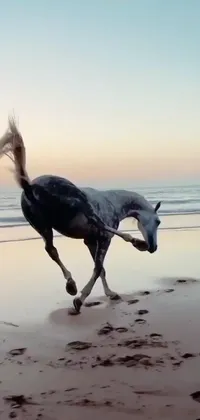 This live wallpaper showcases the graceful movements of an Arabian horse as it runs on a beautiful beach near the ocean