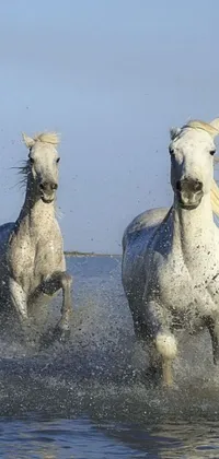 This stunning live wallpaper portrays two white horses running through water, captured in motion by a talented photographer