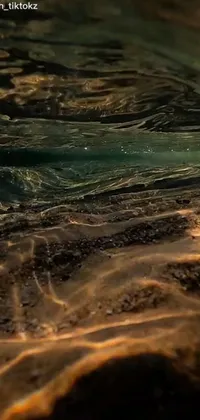 Water Landscape Wood Live Wallpaper