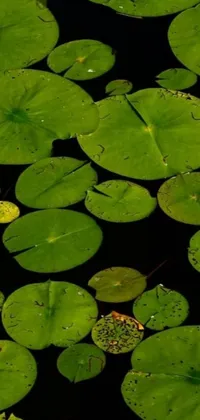 This live phone wallpaper features a serene and beautiful image of lily pads floating on a body of water