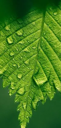 Water Leaf Macro Photography Live Wallpaper