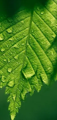 Immerse yourself in nature with Greeny, a captivating live wallpaper featuring a photo-realistic image of a Nothofagus leaf with water droplets