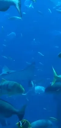 This phone live wallpaper showcases a breathtaking display of fish swimming in the ocean