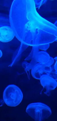 This phone live wallpaper showcases a serene display of jellyfish swimming under a striking blue light