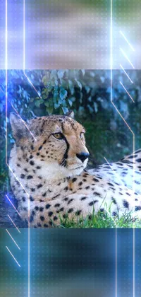 This stunning phone live wallpaper features a digital art image of a cheetah reclining in the grasslands