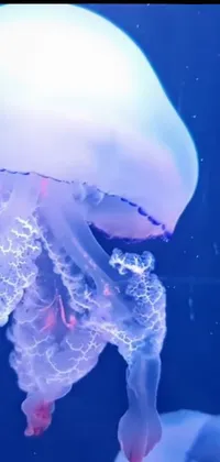 Water Light Jellyfish Live Wallpaper