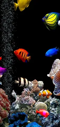 Enhance your phone with a stunning live wallpaper showcasing a group of colorful fish swimming gracefully in an aquarium