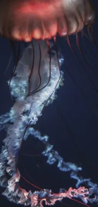 This phone live wallpaper depicts a beautiful and mesmerizing jellyfish in the water