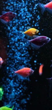 Experience the beauty of a live wallpaper featuring an aquarium filled with lively fish in glossy, iridescent hues of fuschia, vermillion, and cyan