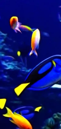 Decorate your phone screen with the serenity and charm of an aquarium with this live wallpaper