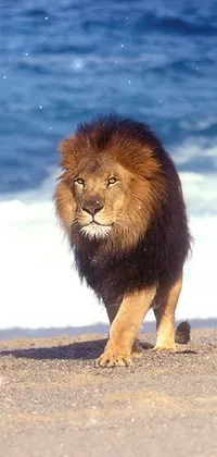 Water Lion Terrestrial Animal Live Wallpaper