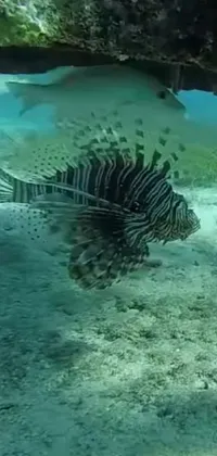 Water Lionfish Underwater Live Wallpaper