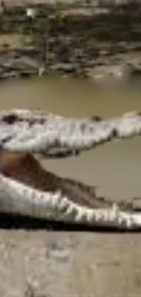 Water Liquid Alligator Live Wallpaper